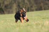 BERGER ALLEMAND 086